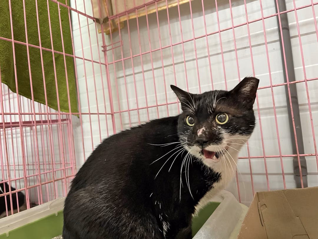 Black-and-white adult male mixed-breed cat, Medium, shelter no. …2301