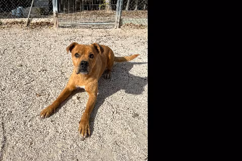 Duky, Senior · Male · Large · Mixed breed