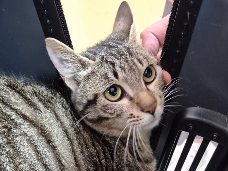 Tabby adult female mixed-breed cat, Small, shelter no. …9002