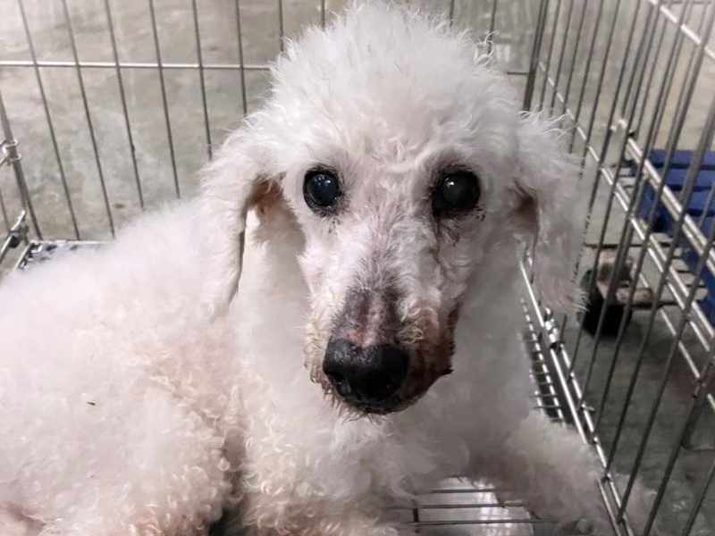 White adult male poodle, Medium, shelter no. …2001