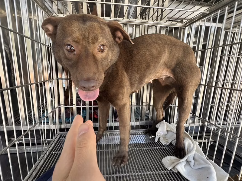 Brown adult female mixed-breed dog, Medium, shelter no. …5004