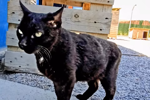Pisco, Adult · Male · Small · European Shorthair