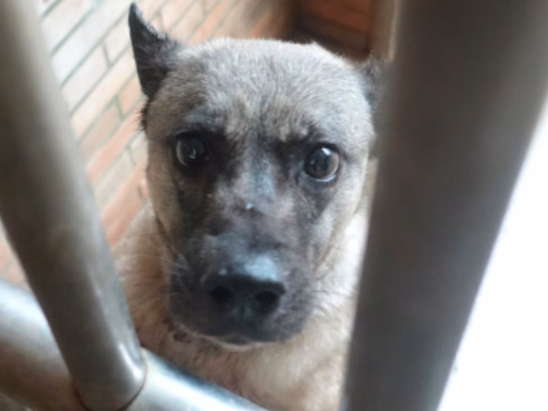 Black-and-tan adult female mixed-breed dog, Large, shelter no. …0565