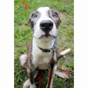 Brown-and-white adult male mixed-breed dog, Large, shelter no. …6001