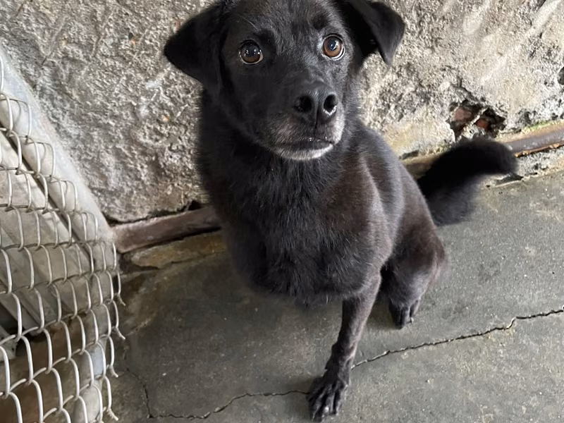 Black adult male mixed-breed dog, Medium, shelter no. …7008