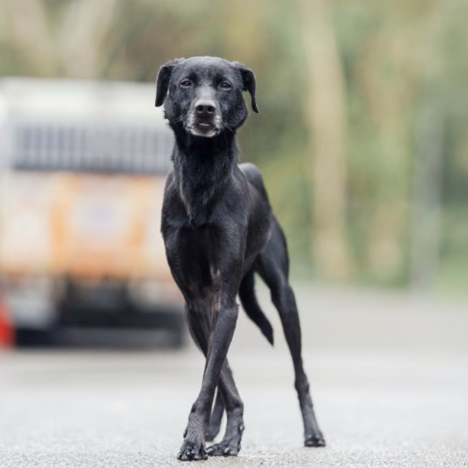 Black adult male mixed-breed dog, Medium, shelter no. …0013