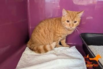 Tabby young male European Shorthair, shelter no. …4191