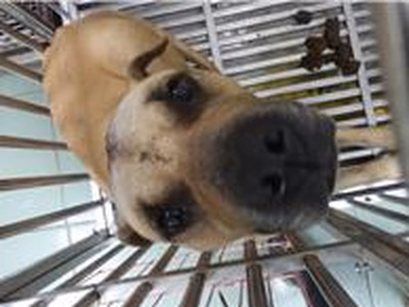 Tan adult male mixed-breed dog, Medium, shelter no. …3-02