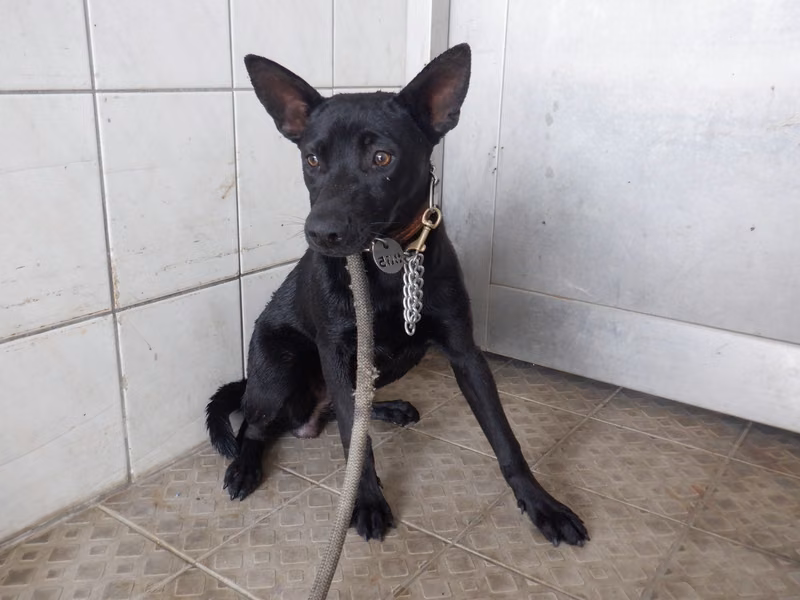Black adult female mixed-breed dog, Medium, shelter no. …5865