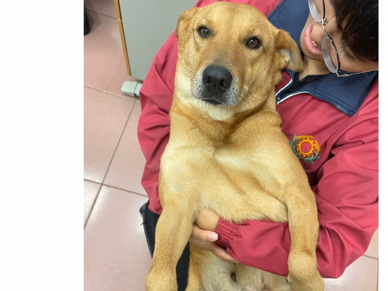 Tan adult female mixed-breed dog, Medium, shelter no. …8001