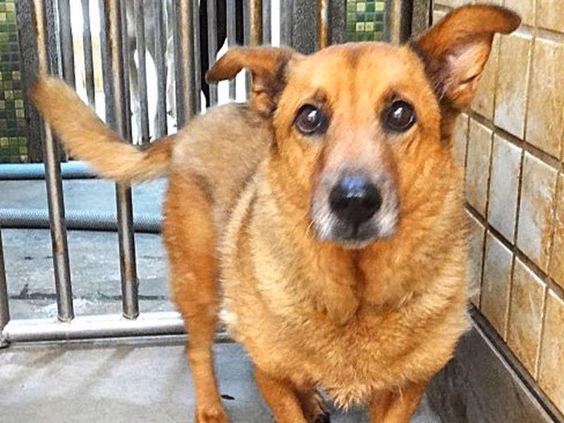 Tan adult female mixed-breed dog, Large, shelter no. …1236