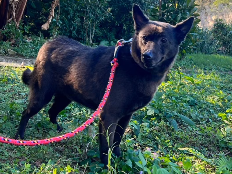 Black adult female mixed-breed dog, Small, shelter no. …2506