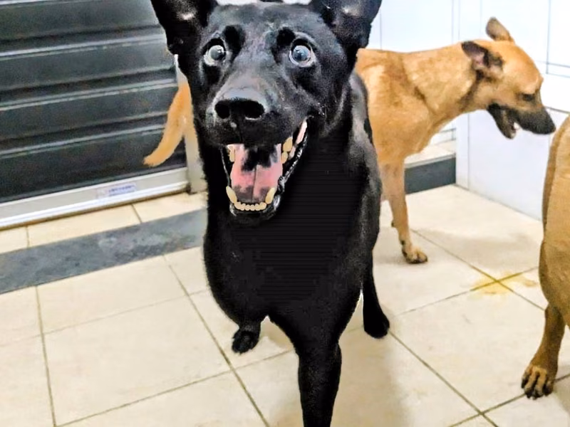 Black adult male mixed-breed dog, Medium, shelter no. …2005