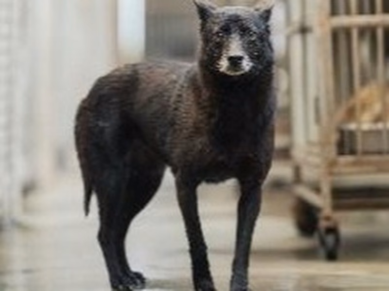 Black adult female mixed-breed dog, Medium, shelter no. …4002
