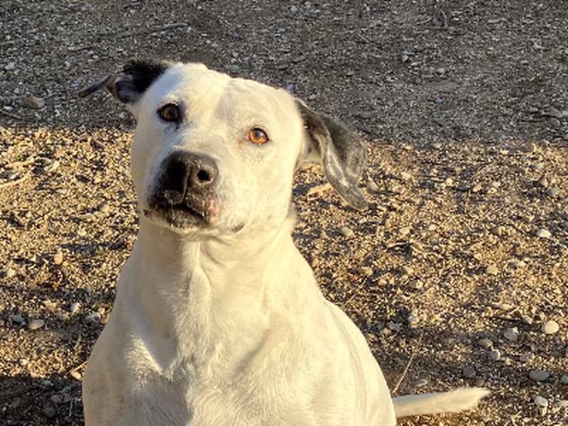 Simona, Adult · Female · Medium · Mixed breed