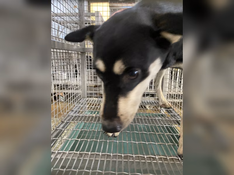 Black-and-tan adult male mixed-breed dog, Medium, shelter no. …8-03