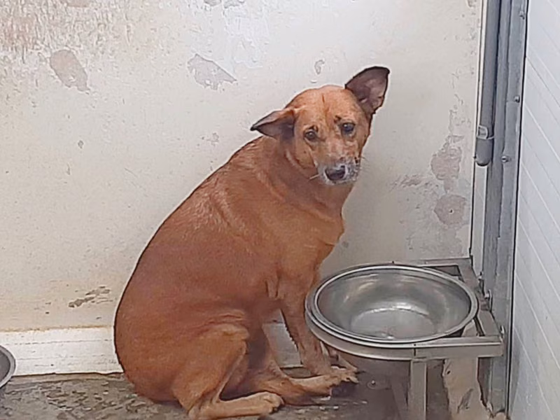 Tan adult female mixed-breed dog, Medium, shelter no. …3001