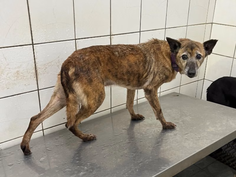 Tabby male mixed-breed dog, Medium, shelter no. …6003