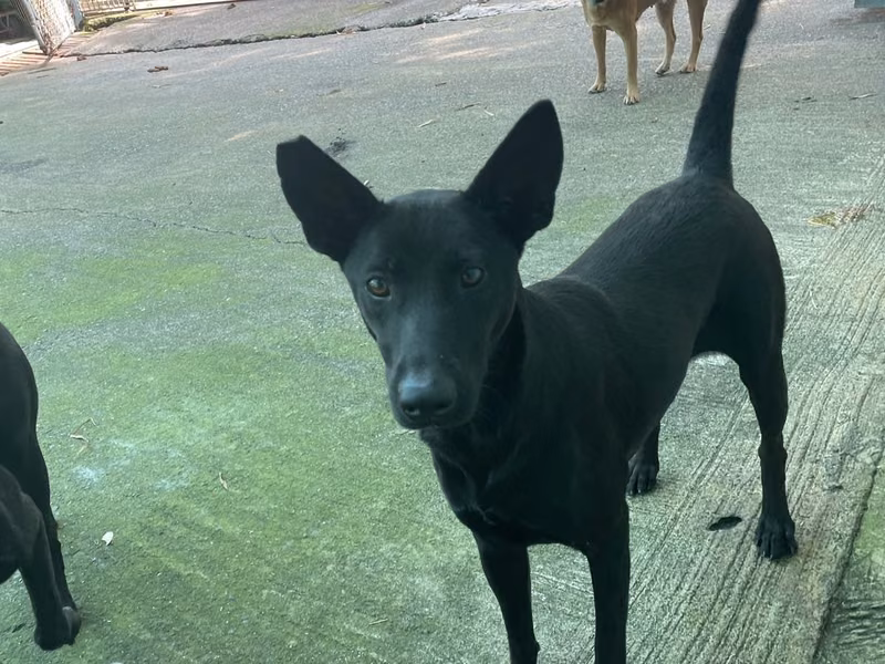 Black adult female mixed-breed dog, Medium, shelter no. …6004