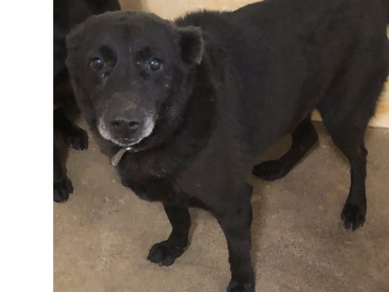 Black adult male mixed-breed dog, Large, shelter no. …0019