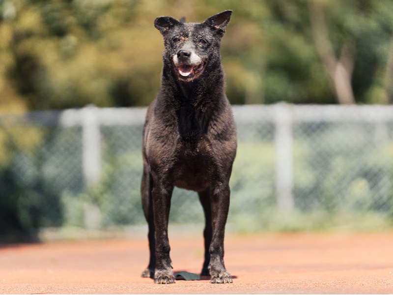 Black adult female mixed-breed dog, Medium, shelter no. …2902