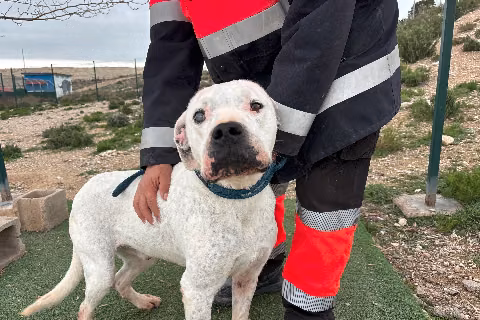 Barri, Senior · Mâle · Grand · Dogue argentin