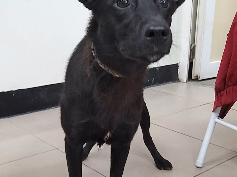 Black young male mixed-breed dog, Medium, shelter no. …0001
