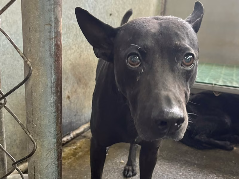 Black adult male mixed-breed dog, Medium, shelter no. …7005