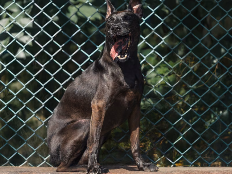 Black adult female mixed-breed dog, Medium, shelter no. …0606