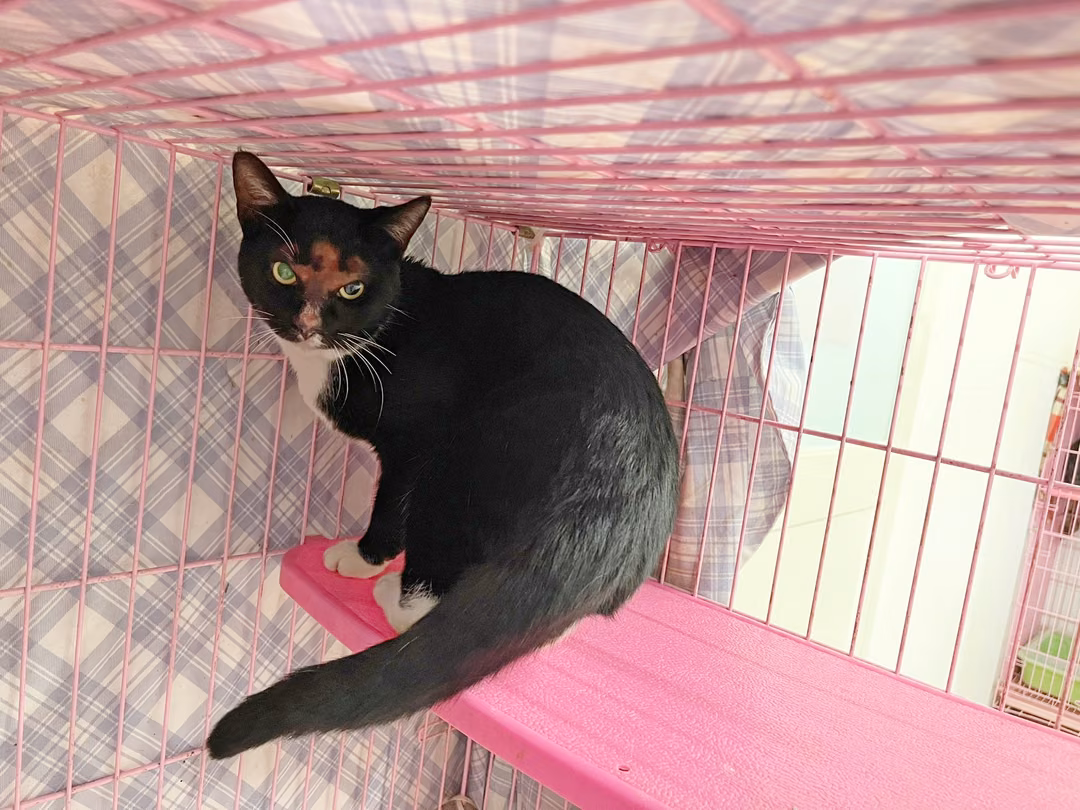 Black-and-white adult male mixed-breed cat, Medium, shelter no. …1602