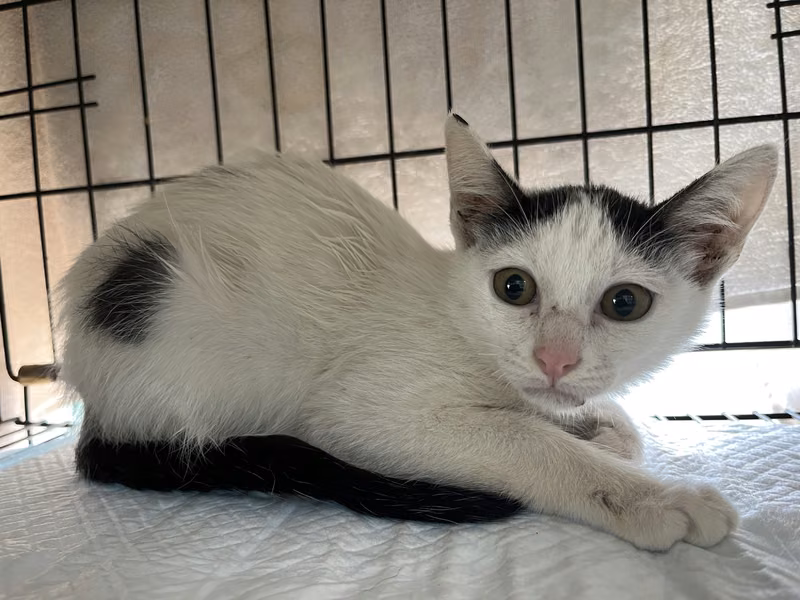 Black-and-white young male mixed-breed cat, Small, shelter no. …2305