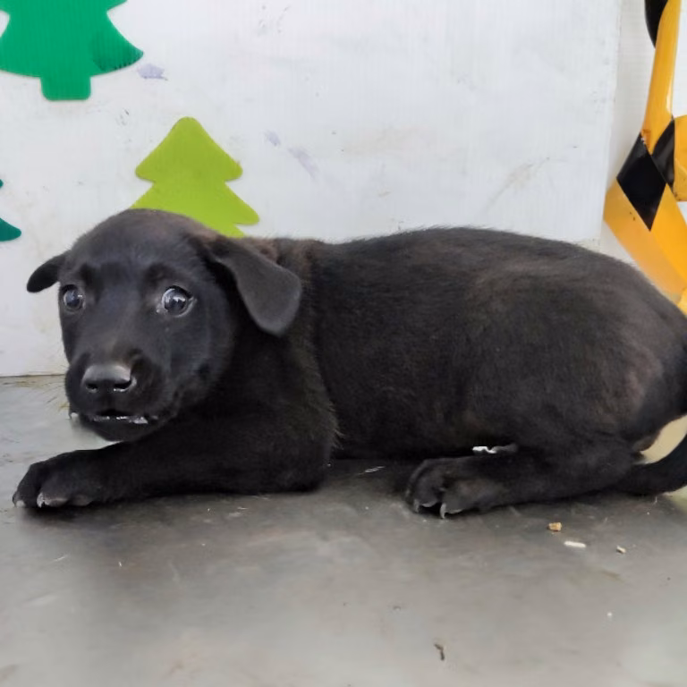 Black young female mixed-breed dog, Small, shelter no. …0211
