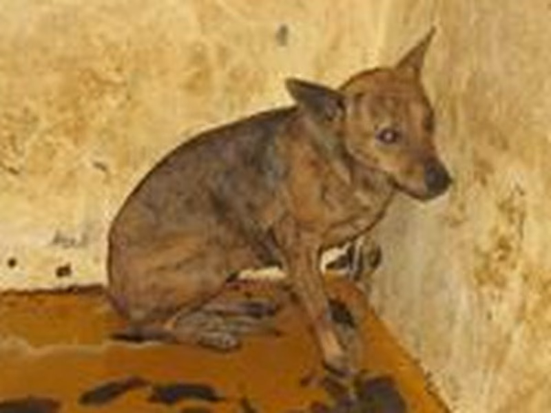 Tabby female mixed-breed dog, Medium, shelter no. …1005