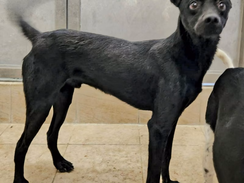 Black young male mixed-breed dog, Small, shelter no. …4003