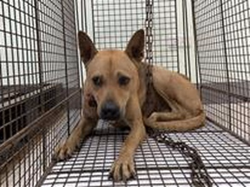 Tan adult male mixed-breed dog, Medium, shelter no. …2D01