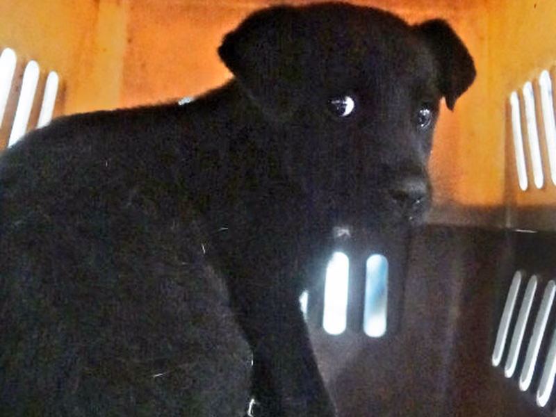 Black young male mixed-breed dog, Small, shelter no. …0355