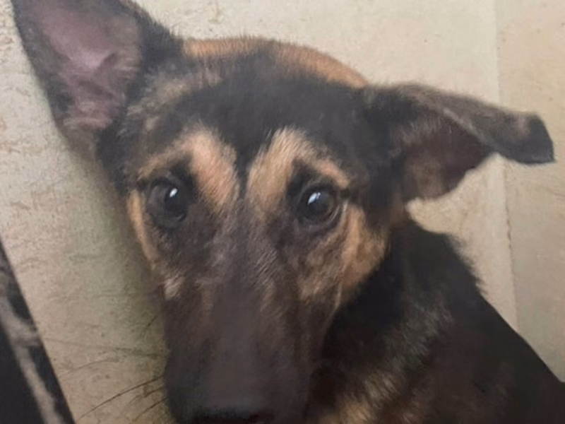 Black-and-tan young female mixed-breed dog, Medium, shelter no. …8004