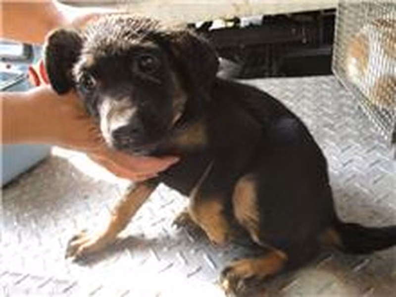 Black-and-tan male mixed-breed dog, Small, shelter no. …0665