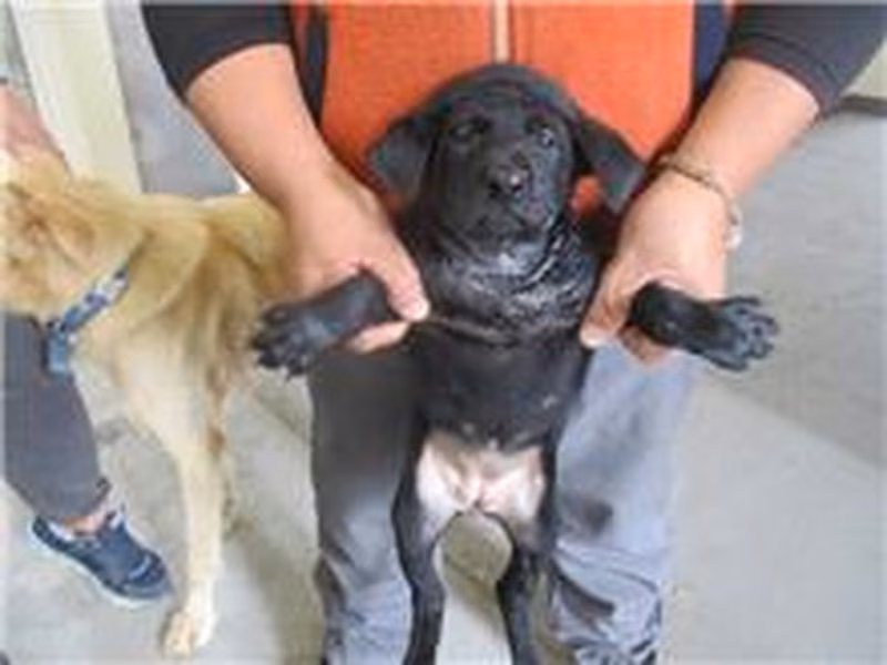 Black young female mixed-breed dog, Small, shelter no. …7010