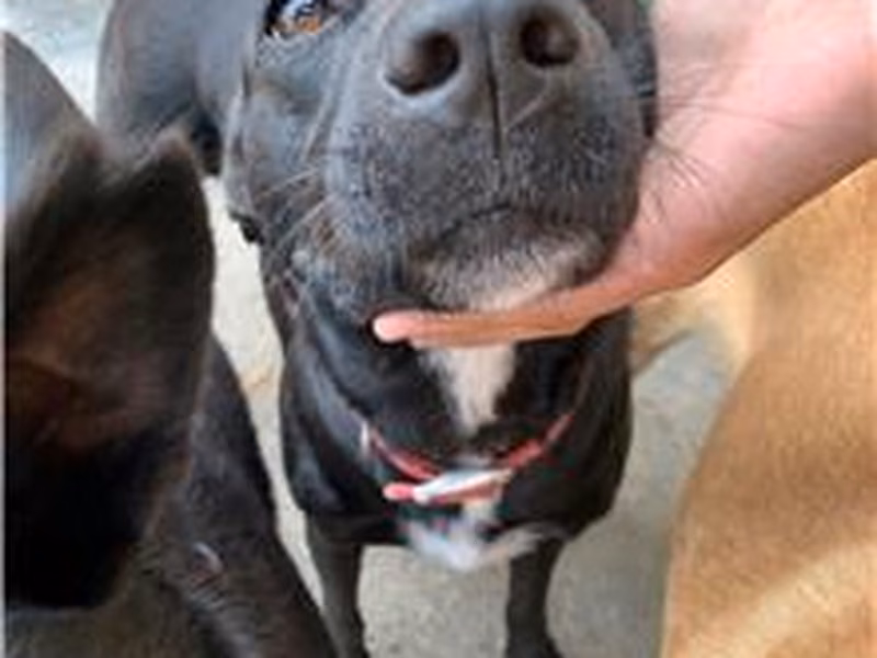 Black adult female mixed-breed dog, Medium, shelter no. …4052