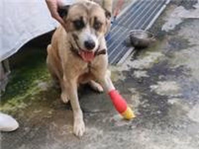 Tan-and-white adult male mixed-breed dog, Medium, shelter no. …1003
