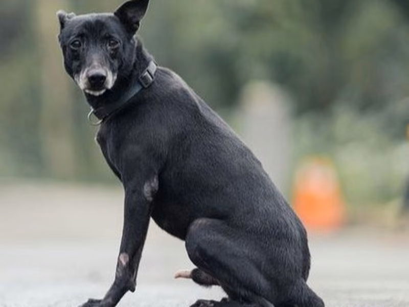 Black adult male mixed-breed dog, Medium, shelter no. …4003