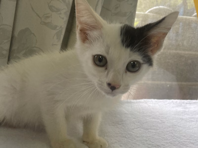 Black-and-white young female mixed-breed cat, Small, shelter no. …7006