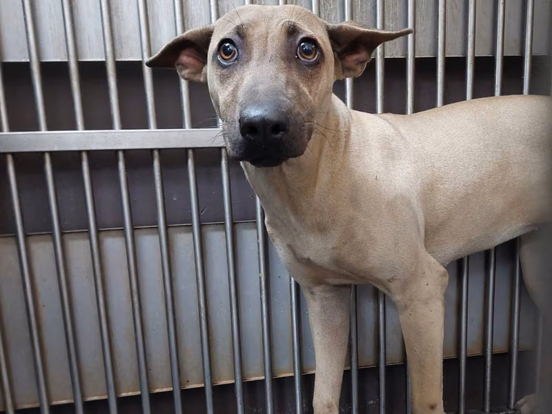 Tan-and-white adult female mixed-breed dog, Medium, shelter no. …2001