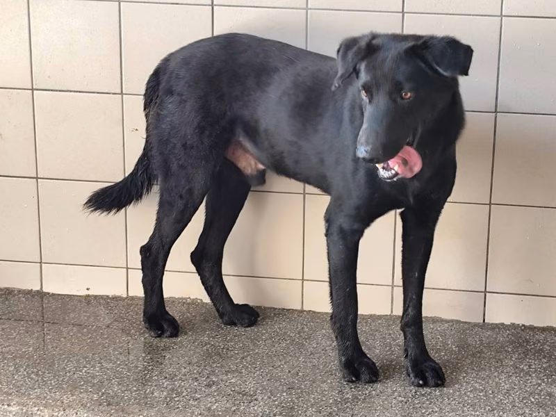 Black adult male mixed-breed dog, Large, shelter no. …2701