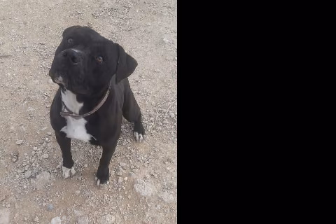 Shark, Adult · Male · American Staffordshire Terrier