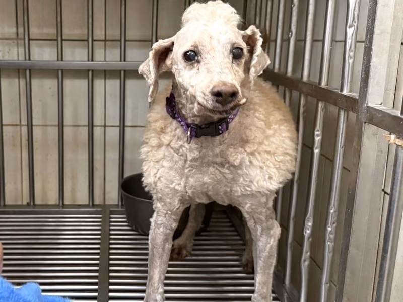 poodle (Matanda na, puti), Maliit, blg. ng shelter …17G1