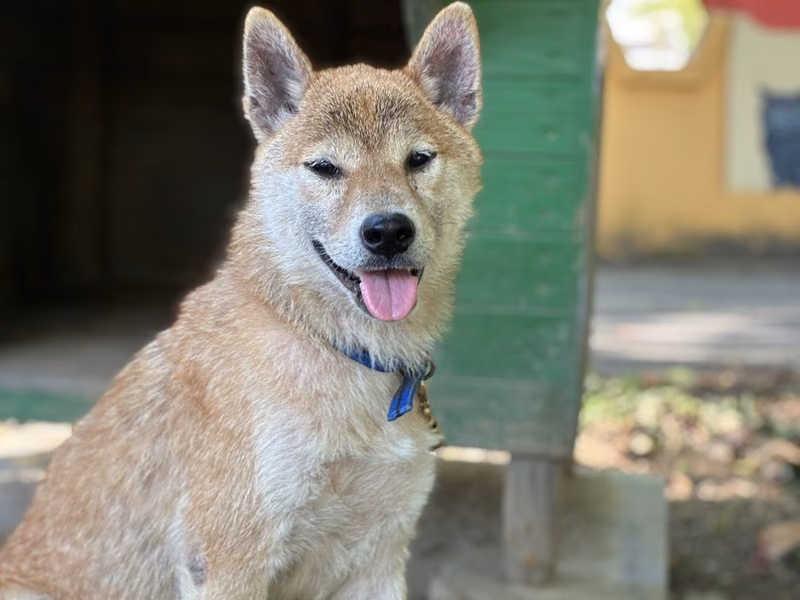 柴犬(オス・成犬・茶)、小型, 施設番号 …5-07
