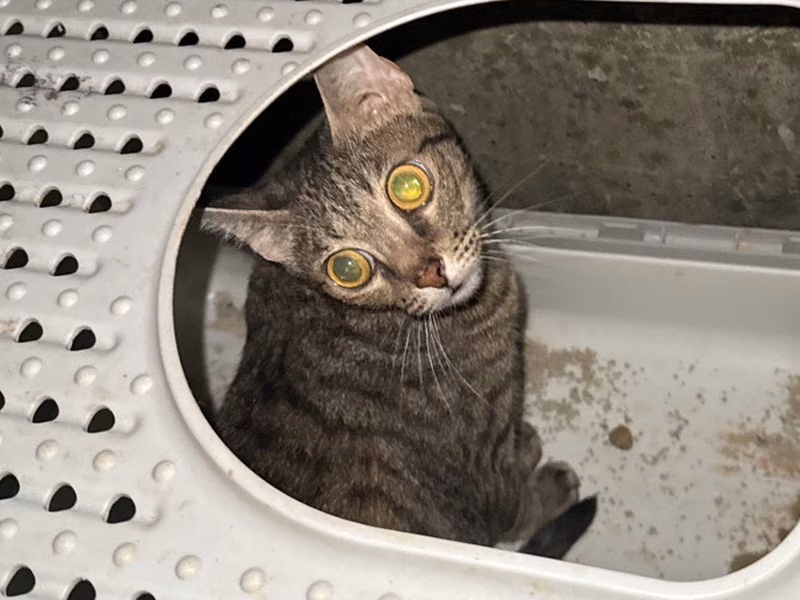 Tabby adult female mixed-breed cat, Small, shelter no. …0204