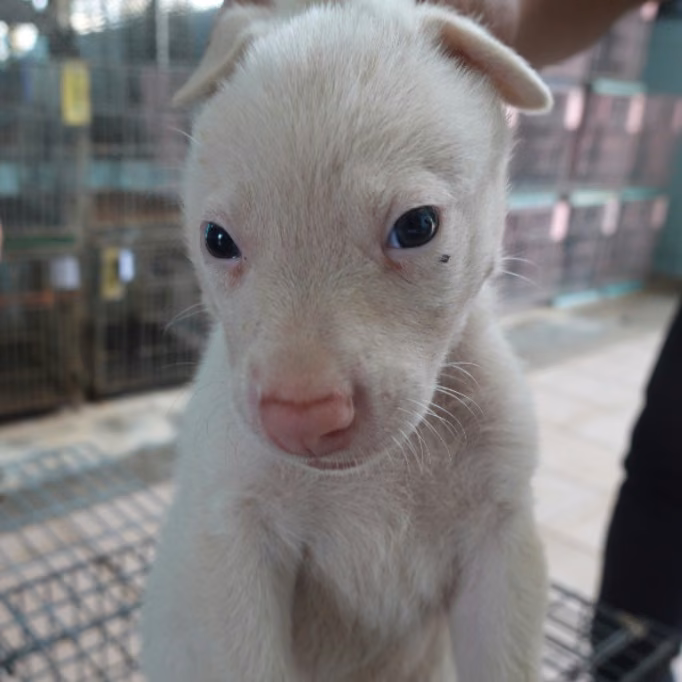 White young male mixed-breed dog, Small, shelter no. …7-08